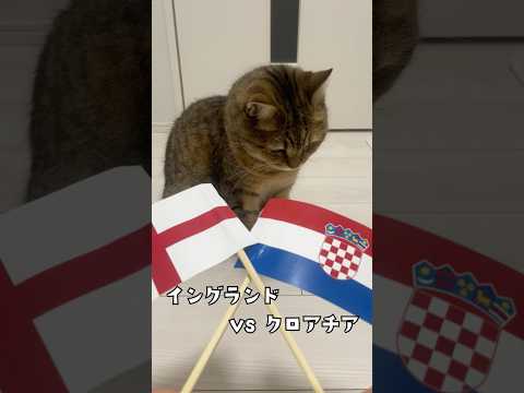 【W杯猫予言】イングランド🏴VSクロアチア🇭🇷の勝敗を猫にガチ予想させたら… #ワールドカップ #worldcup #ネコ #cat