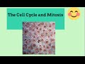 Exploring the Stages of the Cell Cycle and Mitosis