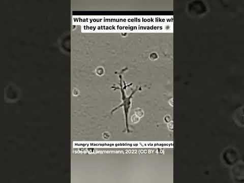 Never feel Bored. #immunity #wbcs