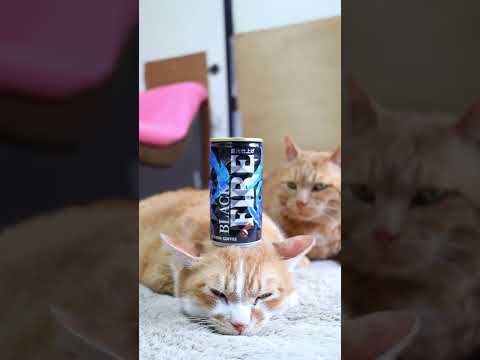 猫の動画サムネイル - キリン ファイア ブラック　250720　#のせ猫 #cat #ネコ #cute #ねこ　 #猫のいる暮らし　 #猫のいる生活　　#缶コーヒー