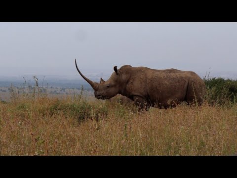 Rhino with the longest horn you will ever see