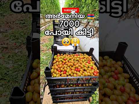❌🍅തക്കാളി ചതിച്ചു 🥲🇦🇲അർമേനിയ#europe#eu#vlogs#1k  #malayalam#malluvlogger#winter#foyou#fyp