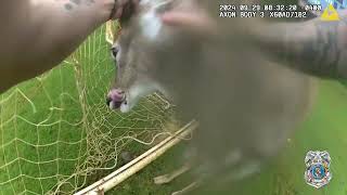 Anne Arundel County Police officer rescues large buck in Annapolis