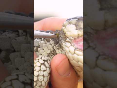 Ticks inside Ear!