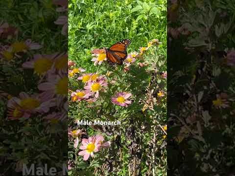 Male Monarch on Rare Mum!