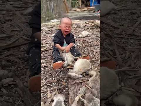 All the ducks in the house died. The baby saw and held tightly, refusing to let go. He cried heartb