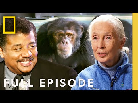 Jane Goodall: Discussing Chimpanzee Behavior (Full Episode) | Startalk | National Geographic