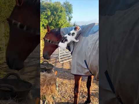 The naughty horse🐎#fyp #fypシ #pov #foryou #dog #catlover #Help #cat #cats #pets