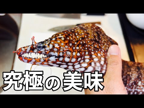 危険生物ウツボを食べてみた結果、、、意外な美味しさにびっくり！！