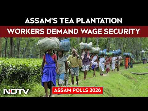 Assam Elections | Assam's Tea Plantation Workers Demand Wage Security Ahead Of Polls