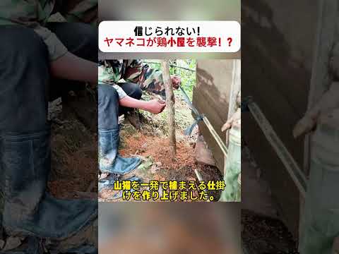 信じられない！ ヤマネコが鶏小屋を襲撃！？ #ヤマネコ捕獲作戦 #鶏小屋防衛 #自作トラップ #夜の侵入者 #田舎の知恵