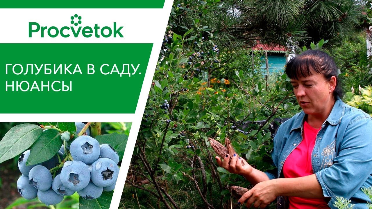 Садовая голубика. Зачем сажать голубику на высокие грядки?