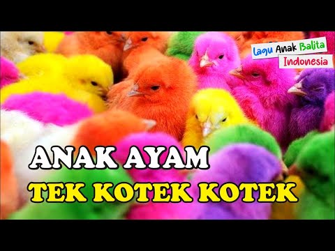 LAGU ANAK AYAM TEK KOTEK KOTEK - Lagu Anak Indonesia