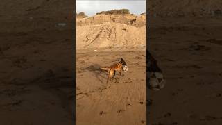 شكرا بزاف 🥰على الدعم ديالكم الخوت 😍 #malinois #dogvlog #vlog #مالينوا #morocco #dog #beach