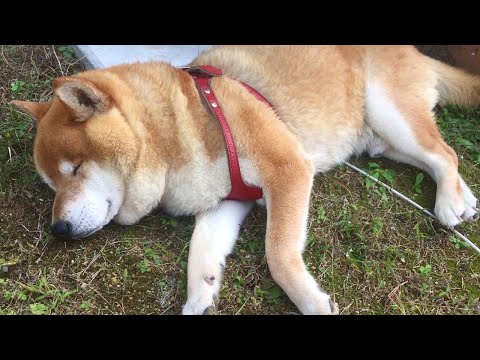 Panda Chan の最新動画 Youtubeランキング