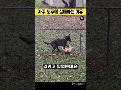 자꾸 도주에 실패하는 이유