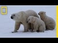 Mother Polar Bear's Survival Strategies