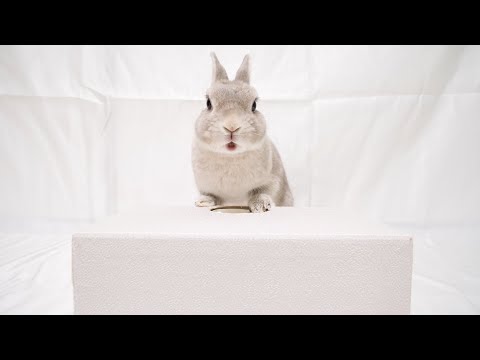 うさぎさんからみなさまに発表したいことがあります