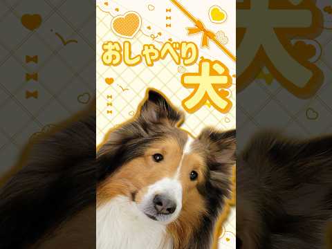 可愛い声沢山♡相槌上手なシェルティ【会話ボタンでしゃべる犬】 #shorts #犬