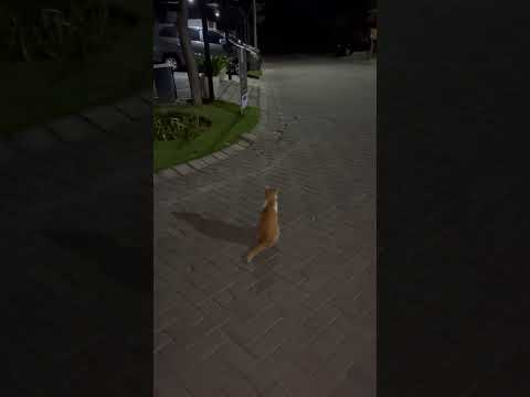 This Cat Is Already Old, But He Still Likes To Walk With Me In Night. #cat #oldcat #cute #cutecat