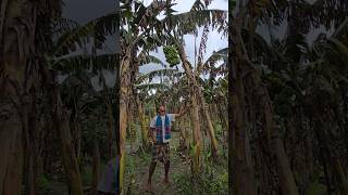 How bananas are cut, food ( episode 3097) 😱 #food #shorts #satisfying #banana #trending #viral