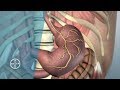 Understanding Stomach Function