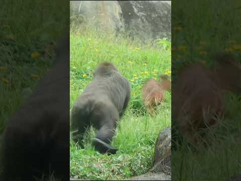 台北市立動物園のゴリラのかわいい行動と癒し映像紹介 サムネイル