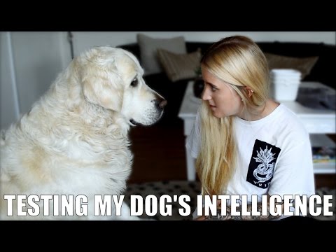 Testing my dog's Intelligence (Golden Retriever)