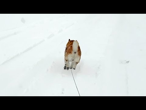 寒波の中を弾丸のように駆け抜けると同時に、ちっちゃな足跡スタンプをたくさんくっつけていく柴犬