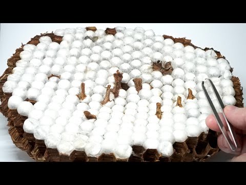 放置されたオオスズメバチの巣の繭を開けると…ヤバすぎた
