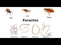 Understanding Parasite Infections and Management