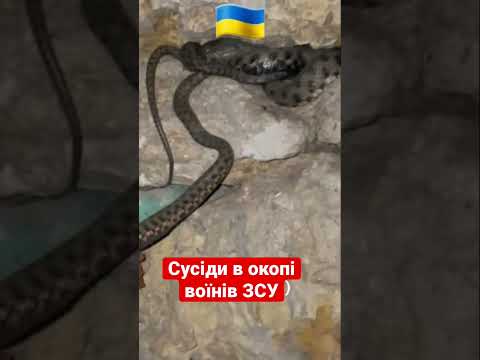 ? Змія поселилась в окопі, разом із ЗСУ