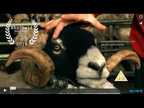 Addicted to Sheep Trailer