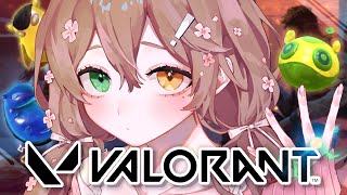 【VALORANT】交流VALOカスタム？！！！！！！！！！！！！！！【清楚系/酢酸かのん】