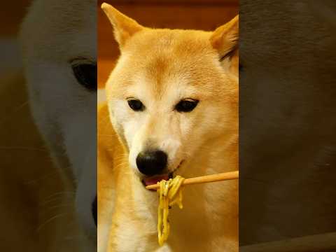 いぬのラーメン屋さん。#柴犬 #asmr