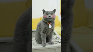 Litter Box Magic😻: Enjoying Comfort And Health Like Never Before!🌟 #purrsong #catmemes #trending