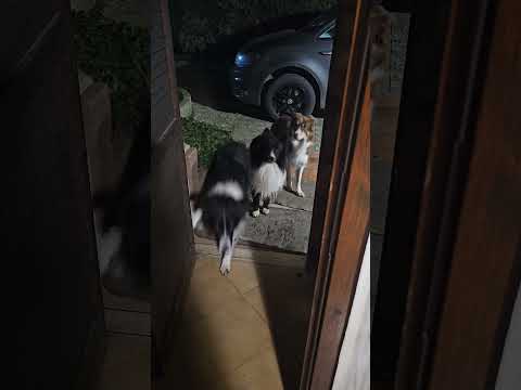 ultima uscita fatto ✔️ #bordercollie #addestramentocani #shetland