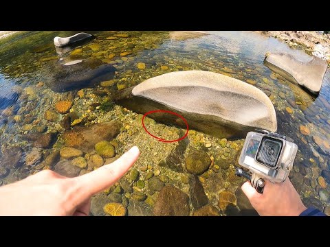 岐阜の清流で生物調査したら岩下にとんでもない巨大生物が…！！？