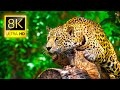 Ultimate Wild Animals Collection in 8K ULTRA HD  8K TV[1]