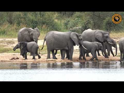 Huge Elephant Herd Thrives at Waterhole in Kruger National Park!