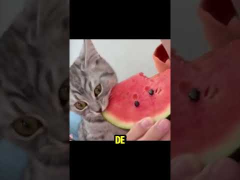 GATINHO COMEU MELANCIA E...