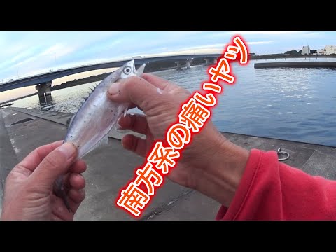 温暖化の影響で南方系の魚類が好釣か? 【行け!! 勝つ男!! イケカツオ】