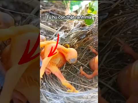 Tu Hú là loài nham hiểm từ trong trứng #shortvideo
