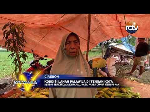 Kondisi Lahan Palawija di Tengah Kota