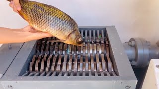 Shredding fish🐟✨and other stuff | Gojzer |