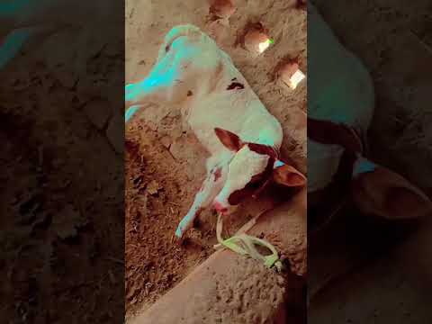 🤟🤟😃👍😅😀♥️♥️♥️🙏🚩🚩🚩🐄🐄🐄🐄🐄♥️♥️#shorts #motivation #masoomsharma #hariyanvisong #virlvideo