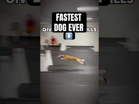 FASTEST DOG EVER #dogs #sports #flyball