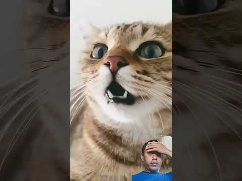 #kitten #cat #funny #cutecat