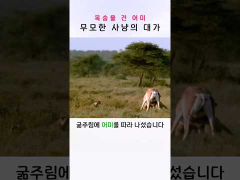 새끼들을 <strong>위해</strong> 목숨을 건 어미 치타의 최후