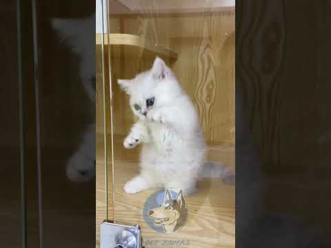 "Meow Meow Billi||Baby, Are You Casting Spells? #KittenMagic #CuteKitten"❤️😻❤️